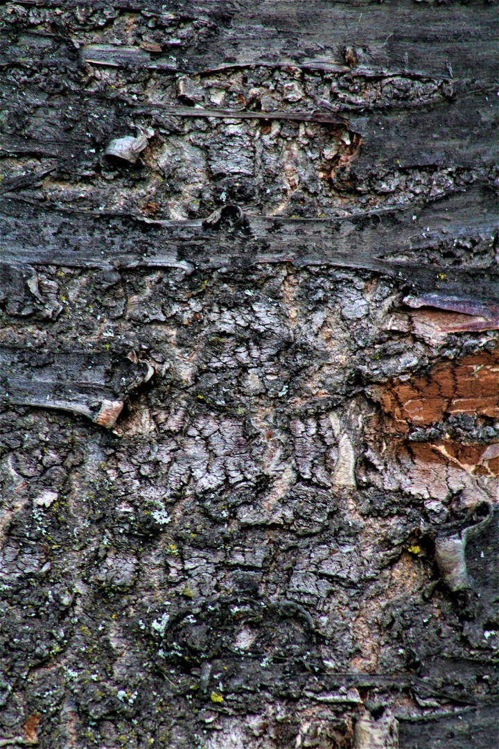 ganz nah dran an der Rinde des Baumes 