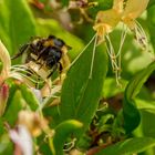 Ganz nah dran - Hummel auf blühendem Gaisblatt