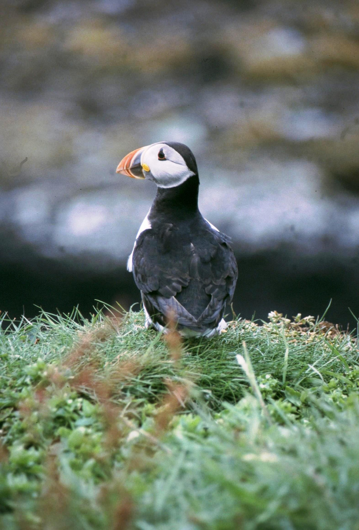 Ganz nah dran - Puffin auf Treshnish Island