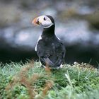 Ganz nah dran - Puffin auf Treshnish Island