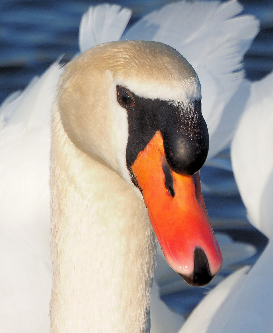 Ganz nah Foto &amp; Bild | natur, tier, tiere Bilder auf fotocommunity