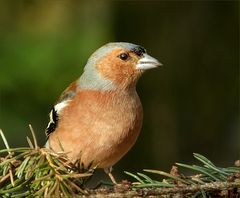 Ganz nah ran....kam ich beim Buchfinkenmännchen.