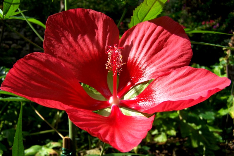 Ganz natur von Bernard Schmidt