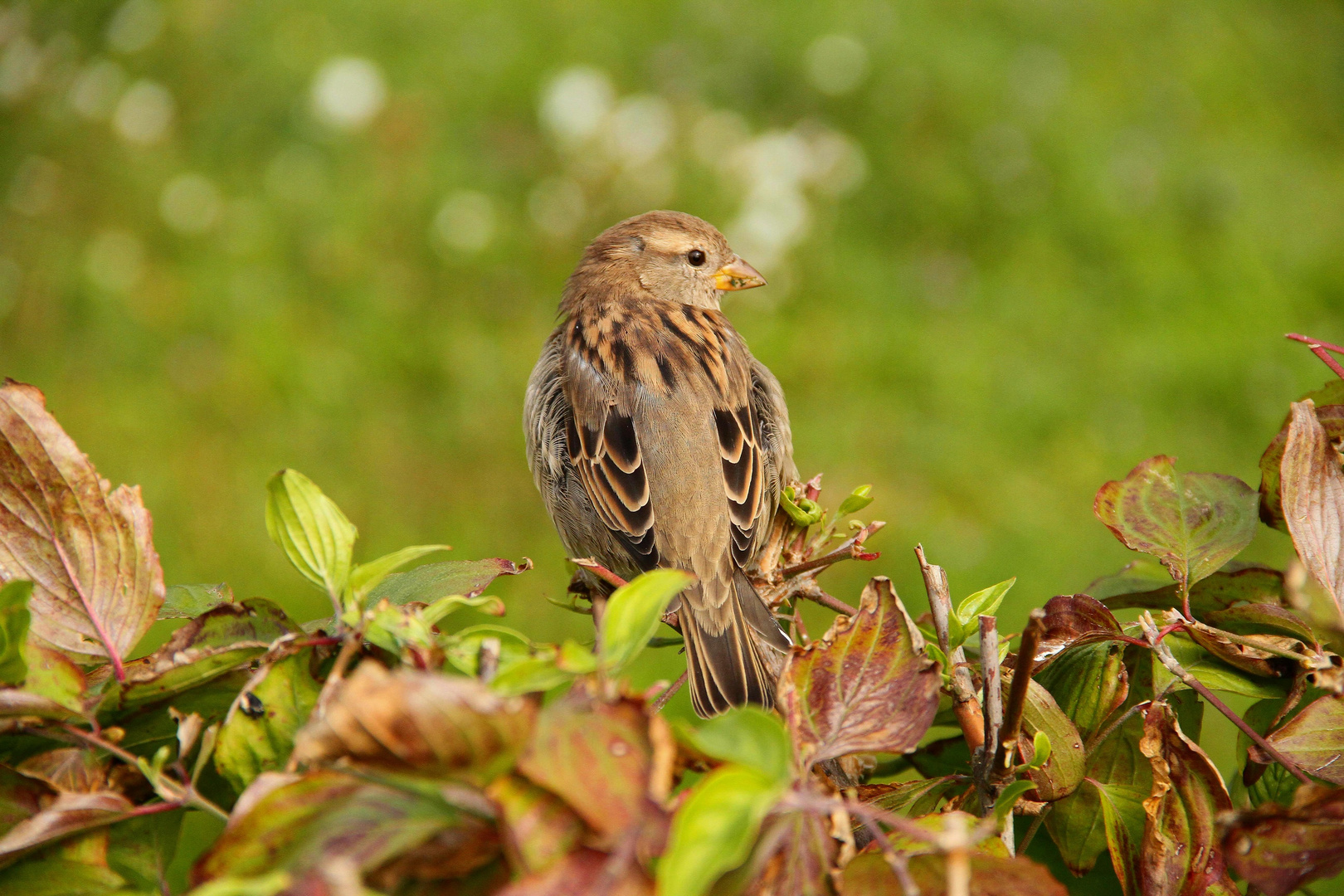 ganz niedlich anzusehen der Hausspatz