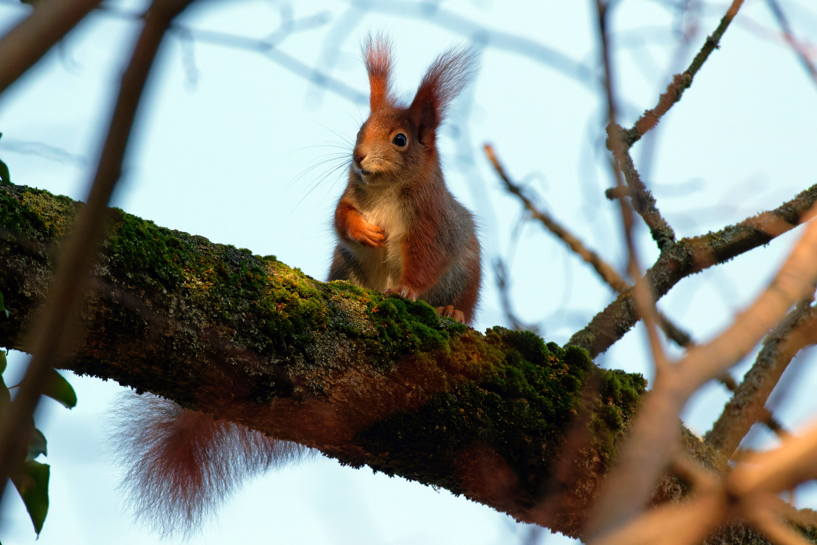 Ganz niedlich schaute es aus... das Eichhörnchen(Sciurus) 