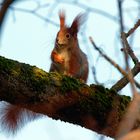 Ganz niedlich schaute es aus... das Eichhörnchen(Sciurus) 