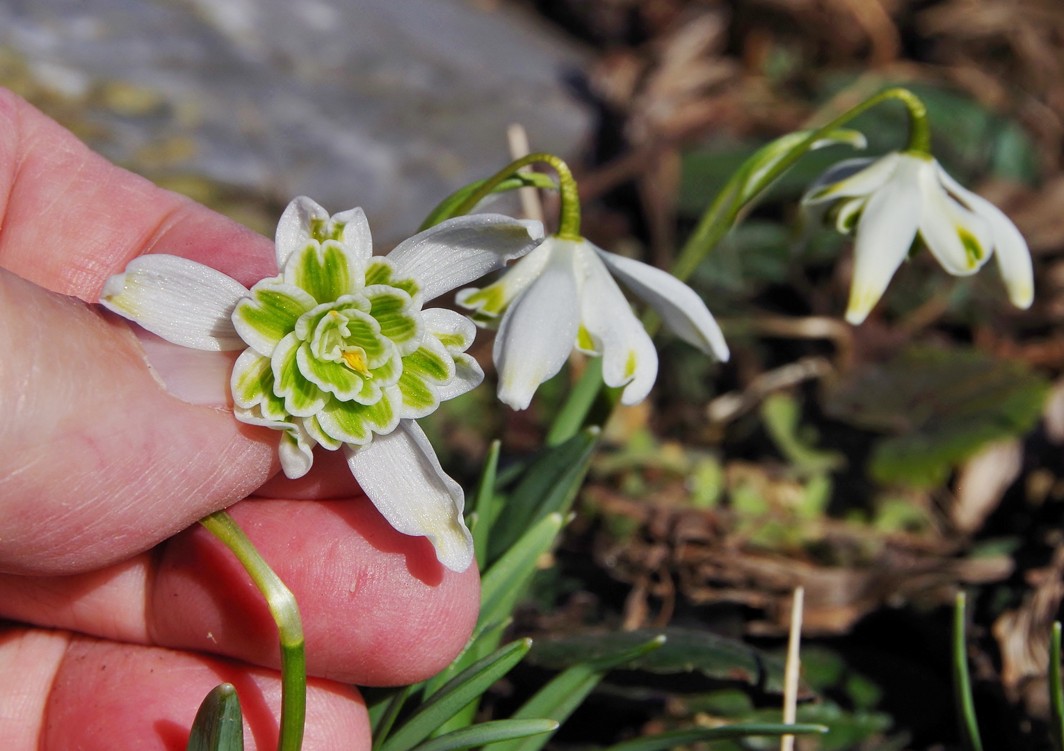 Ganz normale Schneeglöckchen Galanthus nivalis), . . .