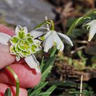 Ganz normale Schneeglöckchen Galanthus nivalis), . . .