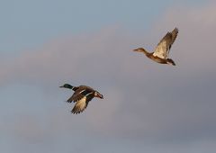 Ganz normale Stockenten in der Abendsonne (+ Tierisches)