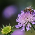 ganz oben auf der Witwenblume