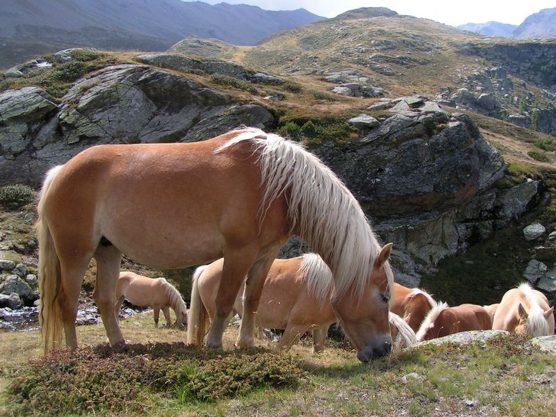 ganz oben in Südtirol