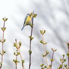 Ganz oben sind die Knospen am besten!