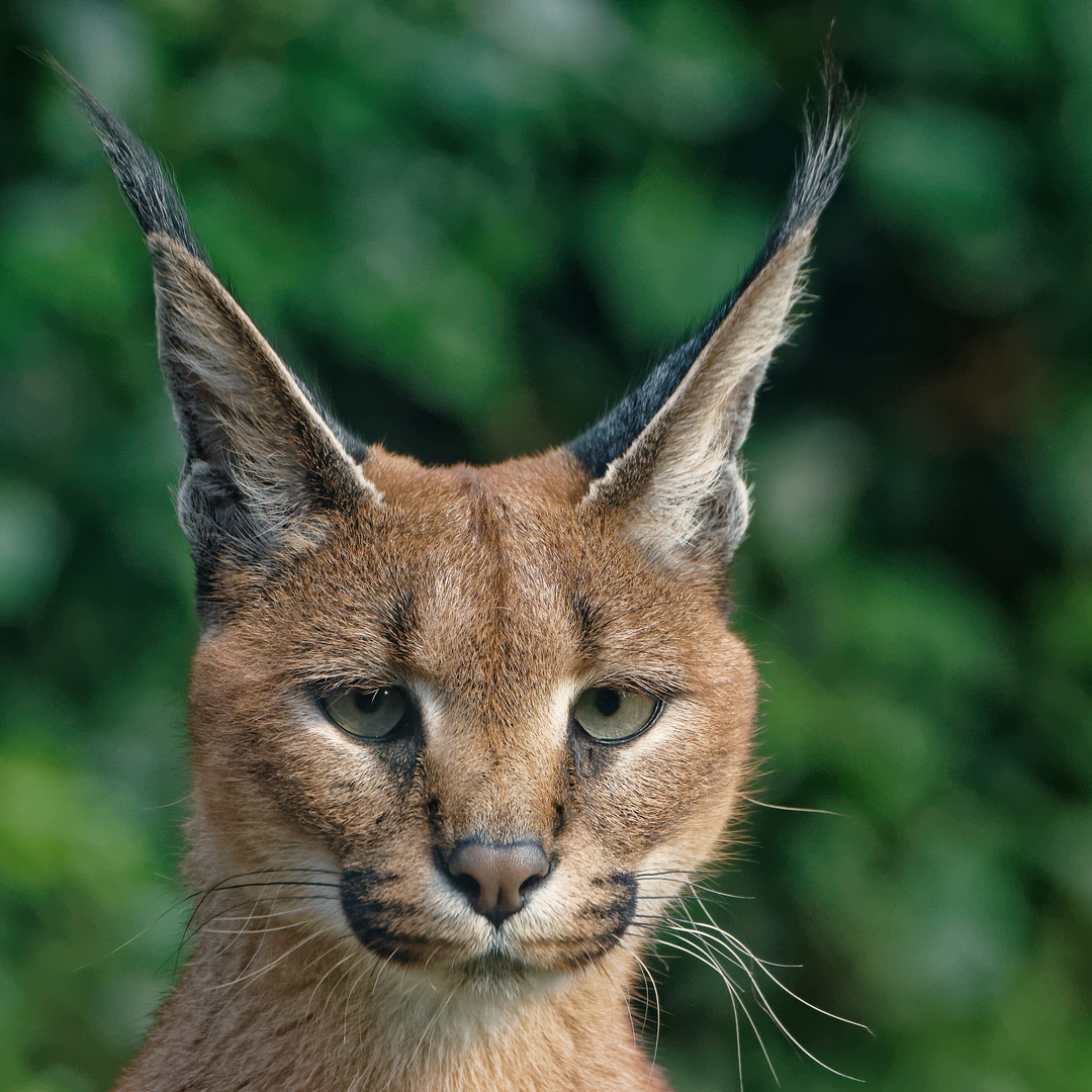 Ganz Ohr Foto & Bild tiere, zoo, wildpark & falknerei, säugetiere