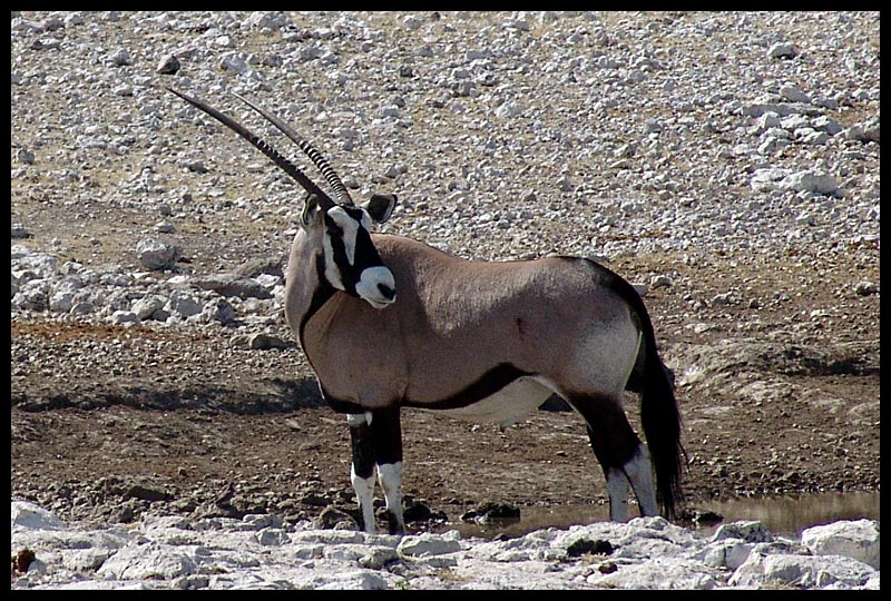 Ganz Oryx !