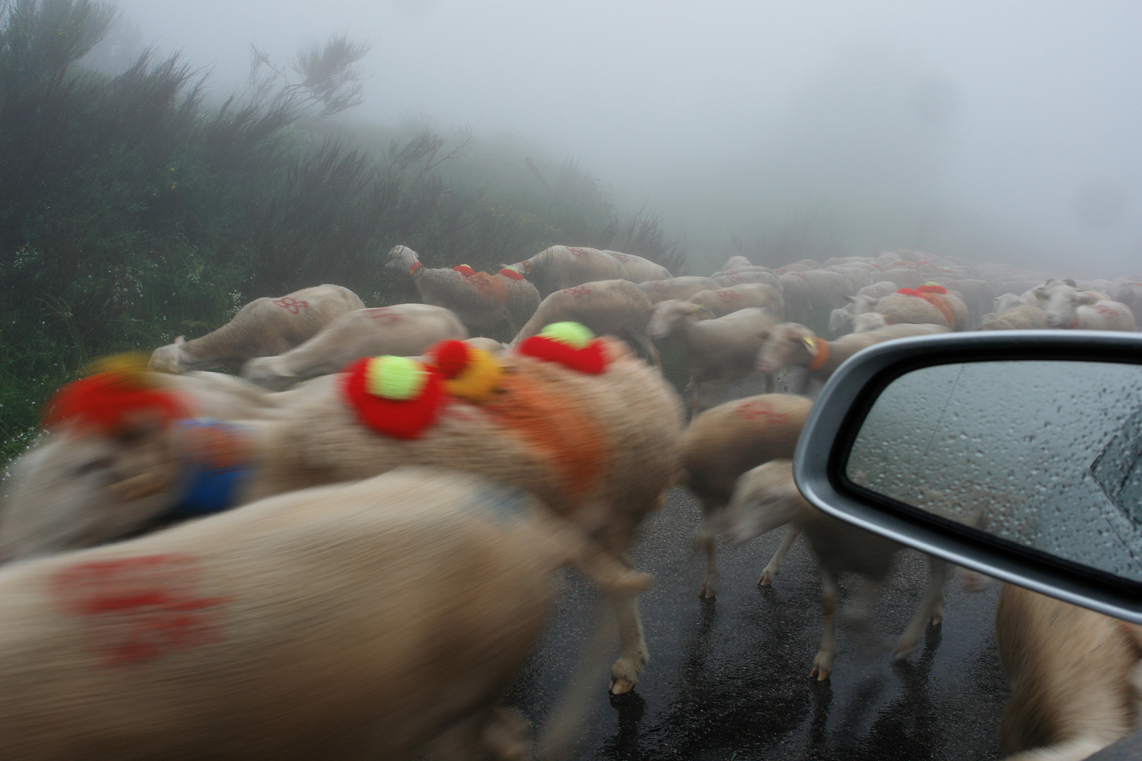 ganz plötzlich im dichten Nebel 