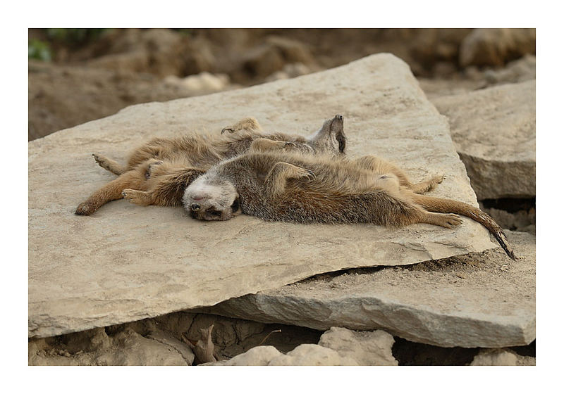 ganz relax auf der Sonnenbank