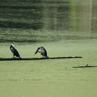 Ganz richtig Herr Nachbar und die bleiben immer im Kopf hängen