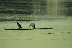 Ganz richtig Herr Nachbar und die bleiben immer im Kopf hängen