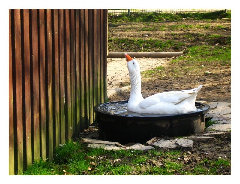 Ganz sauber oder: Ostern wird gebadet