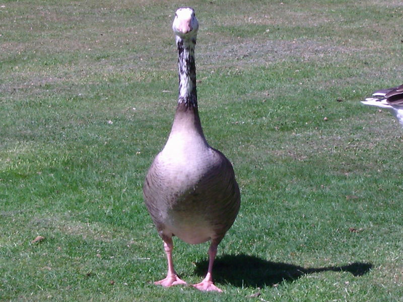 Ganz schlaue Gans