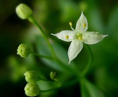 Ganz schlichtes Blümchen