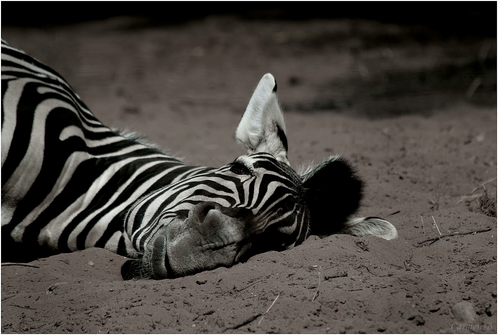 ganz schön anstrengend so nen tag im zoo!