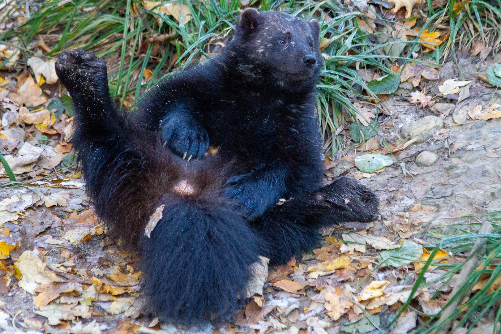 Ganz schön anstrengend, Vielfraß bei der morgendlichen Fellpflege