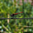 Ganz schön auf Draht, die rote Heidi.