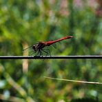 Ganz schön auf Draht, die rote Heidi.