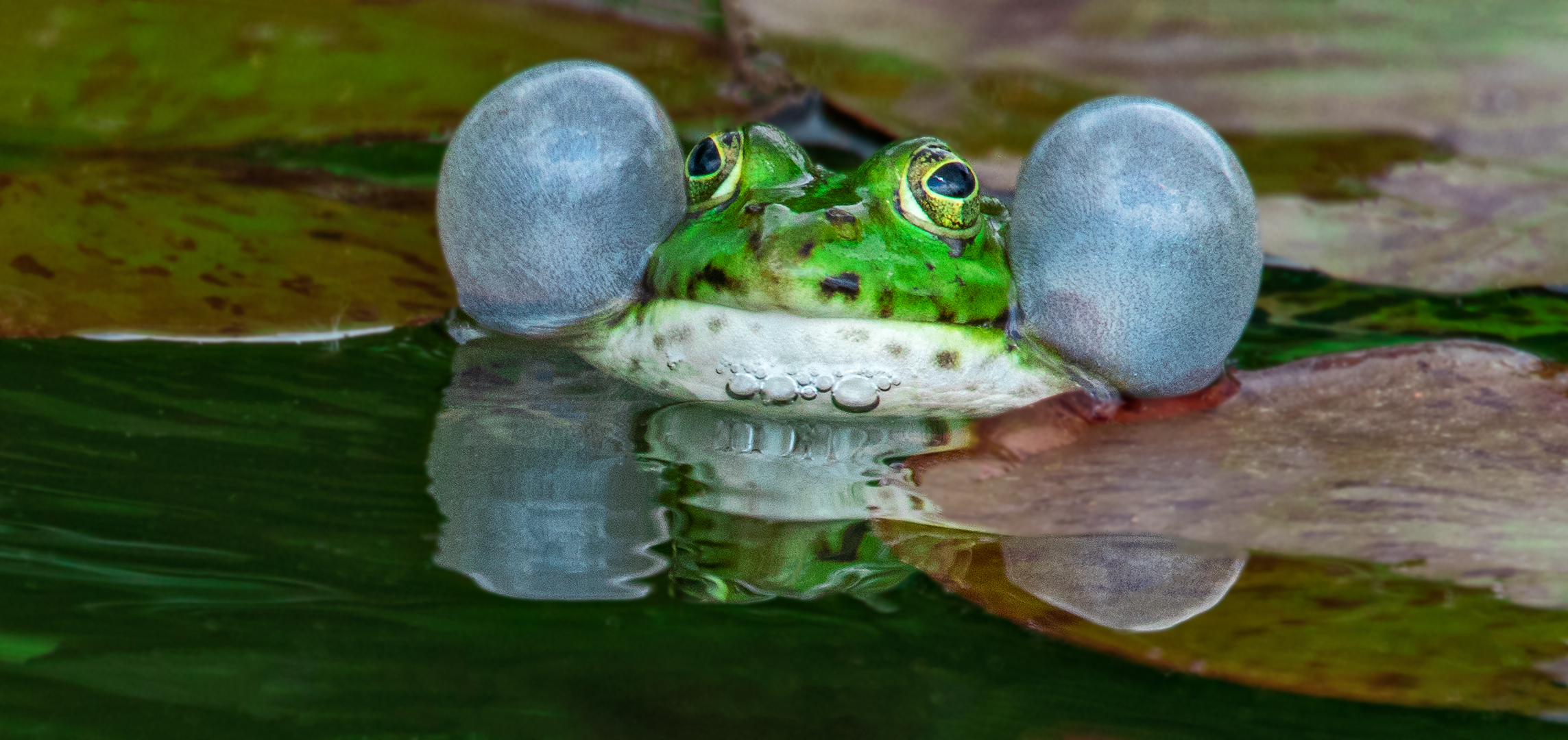 Ganz schön aufgeblasen,der Kleine