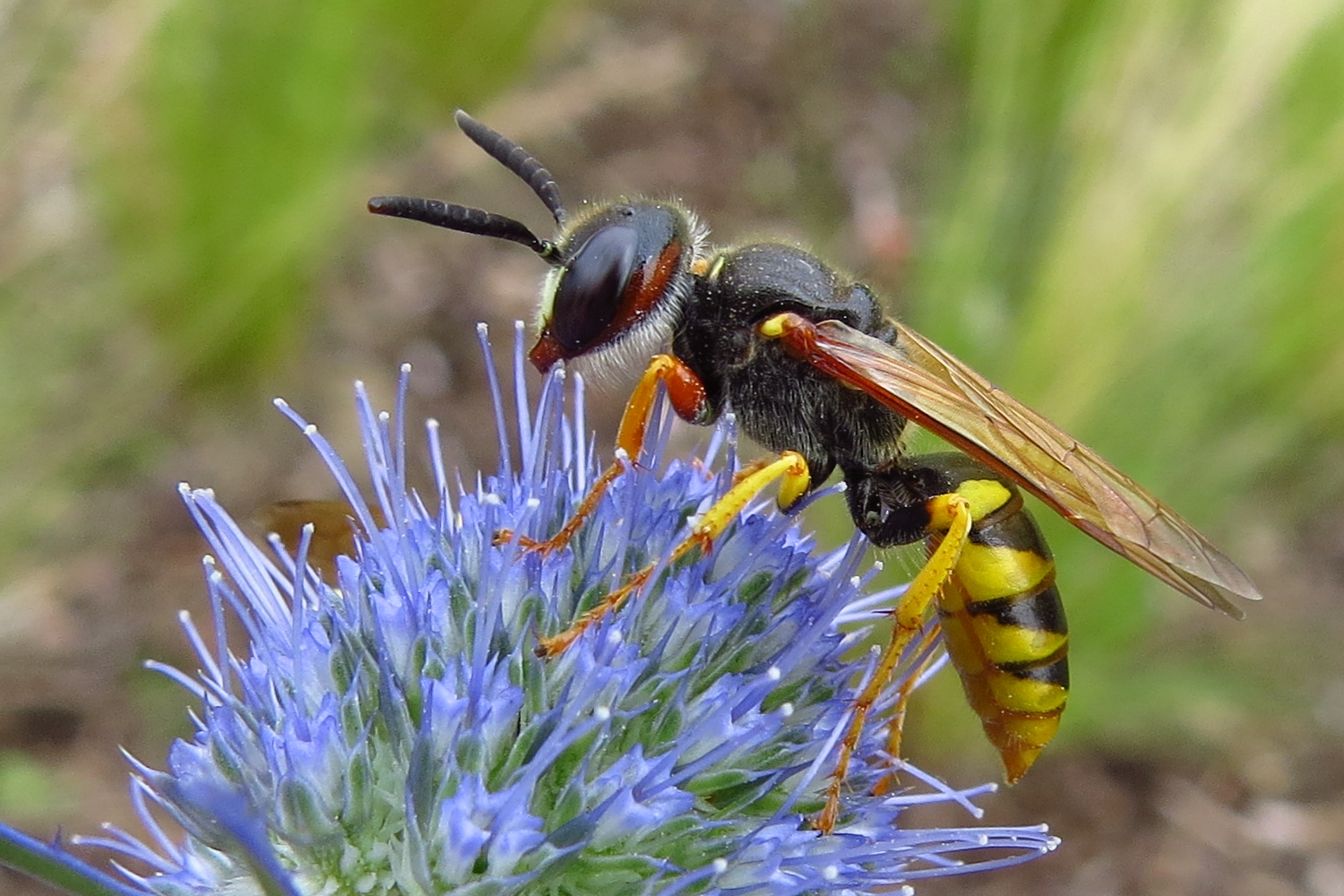 Ganz schön bärtig der Bienenwolf......