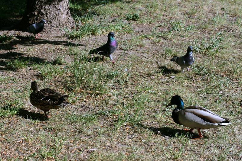 ganz schön Betreib auf der Wiese