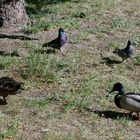 ganz schön Betreib auf der Wiese