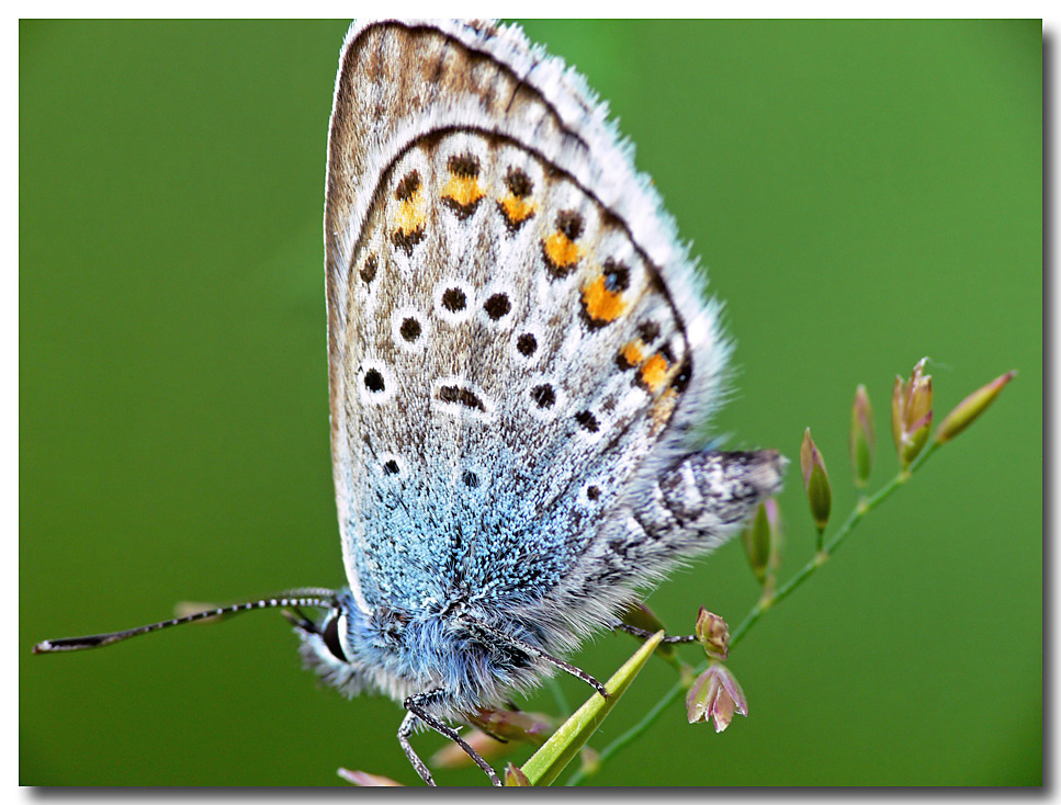 ganz schön Blau