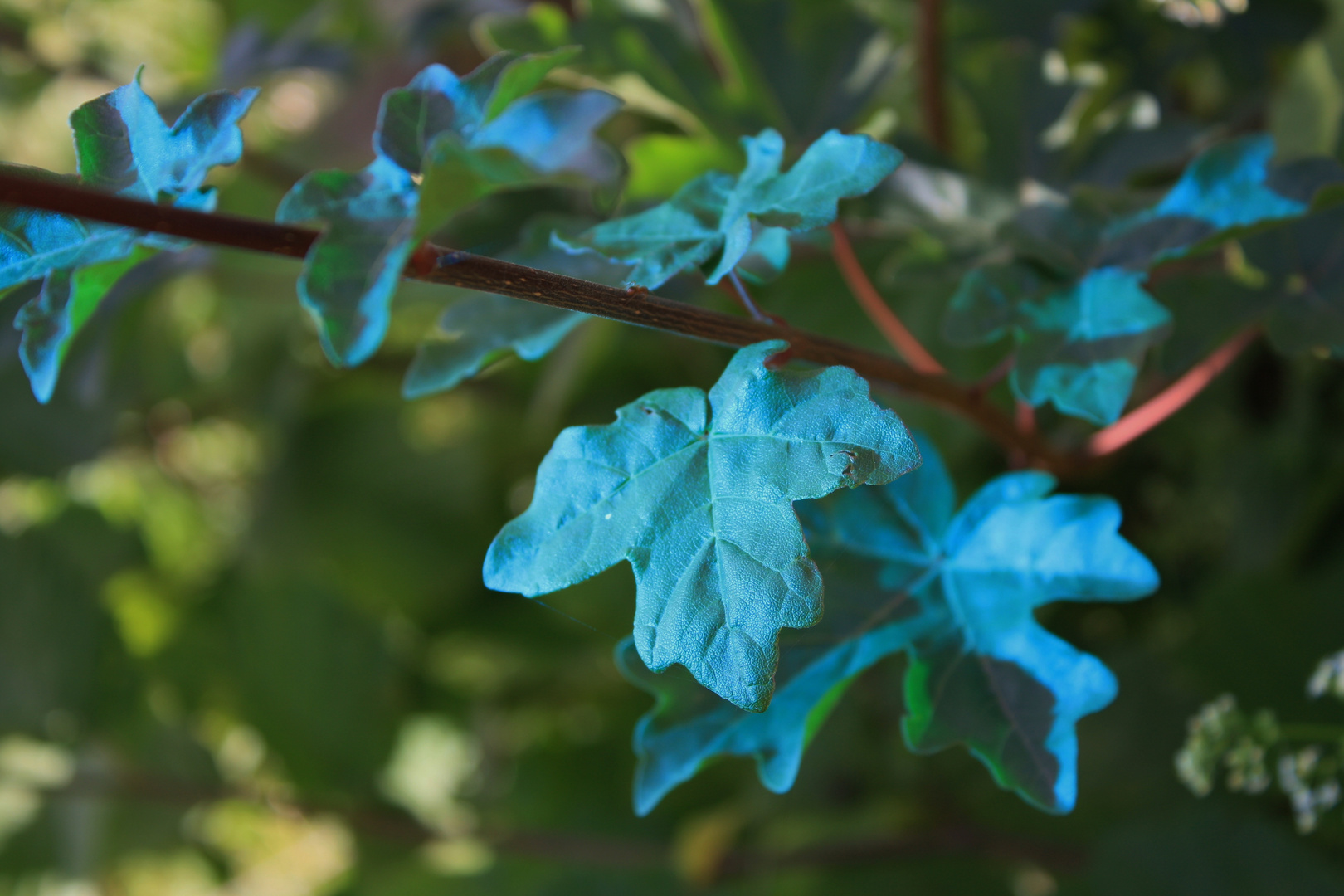 Ganz schön blau