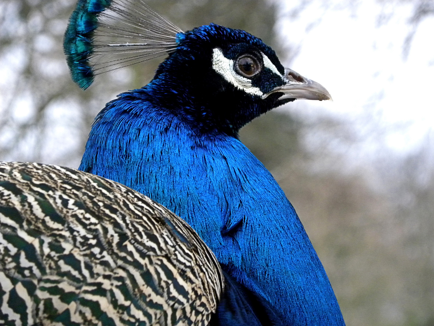 ganz schön blau