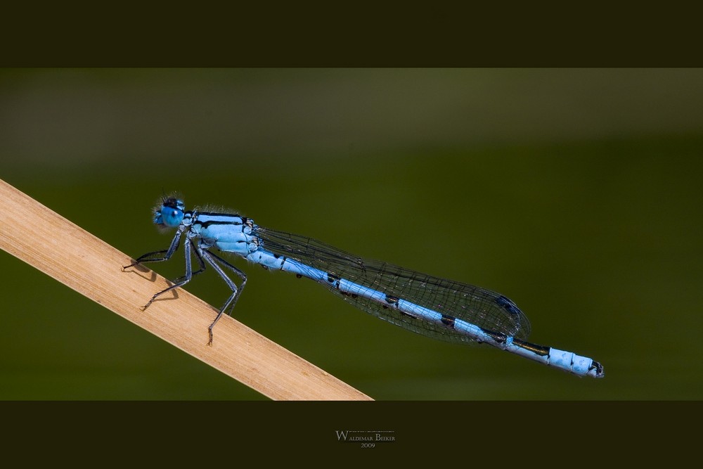 ...ganz schön BLAU