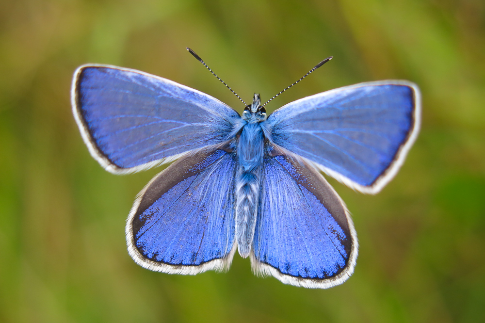 ganz schön Blau!