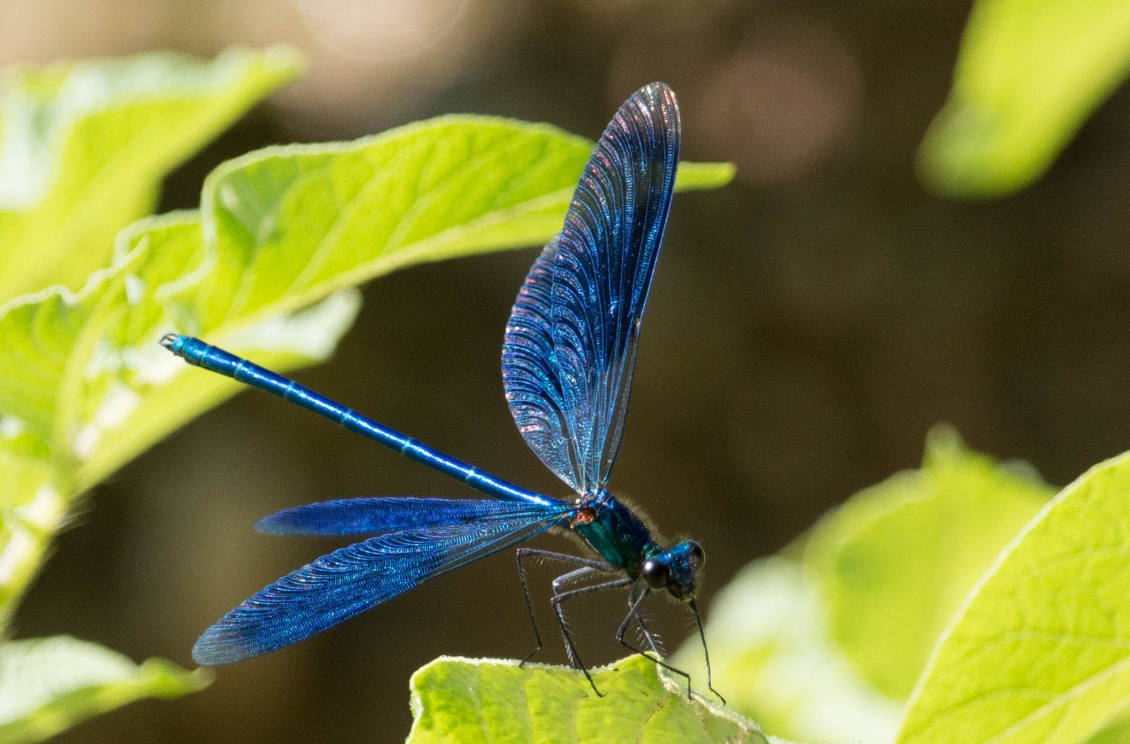 ...ganz schön blau - Libelle in prächtigem blau