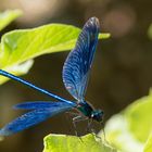 ...ganz schön blau - Libelle in prächtigem blau