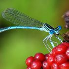 Ganz schön blauäugig