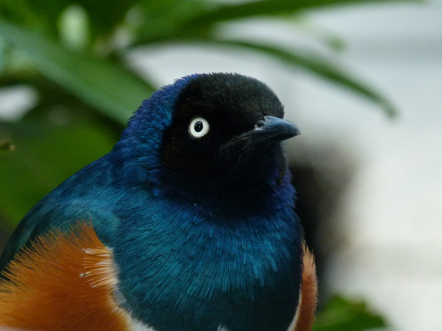 ganz schön bunt der Vogel !!