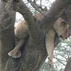 Ganz schön dicker Bauch im Baum