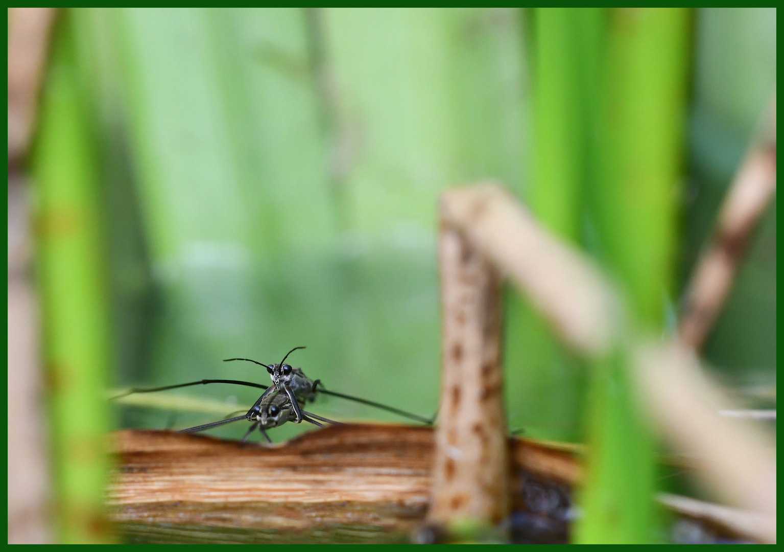 Ganz schön frech Foto & Bild tiere, wildlife, libellen Bilder auf