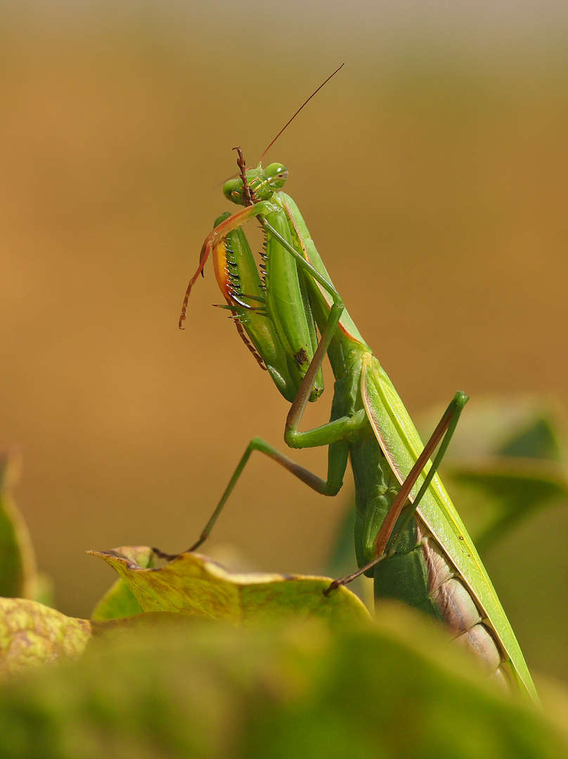 Ganz schön gelenkig - Mantis bei der Fußpflege