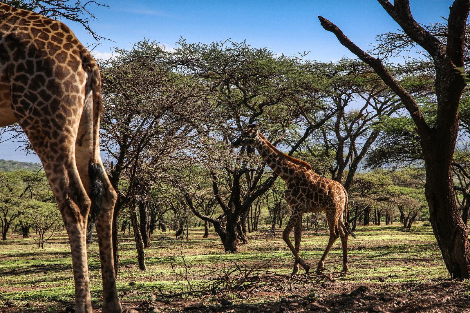 Ganz schön groß, die Tiere