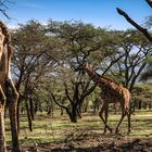 Ganz schön groß, die Tiere