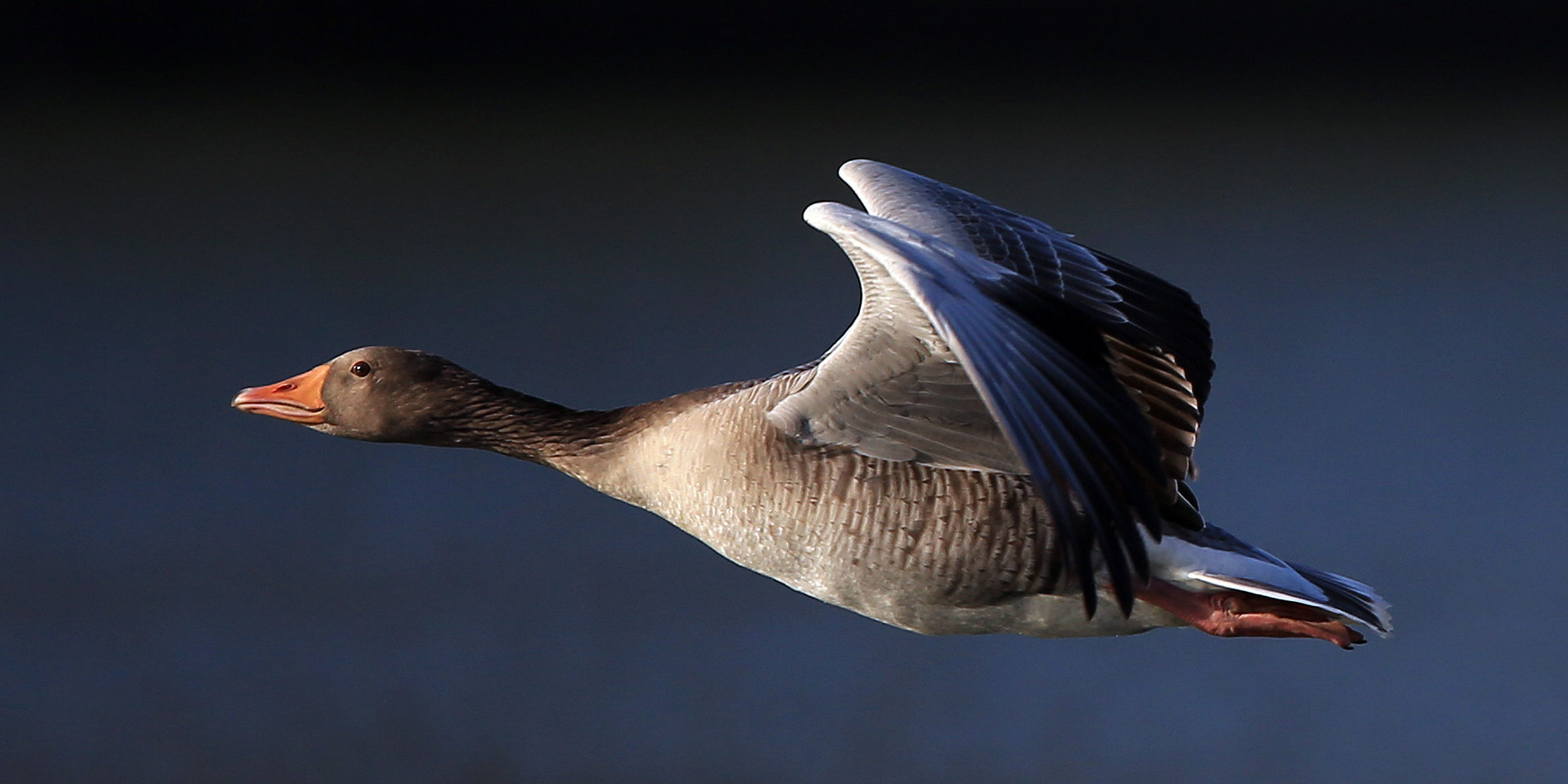 Ganz schön großer Vogel