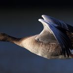 Ganz schön großer Vogel