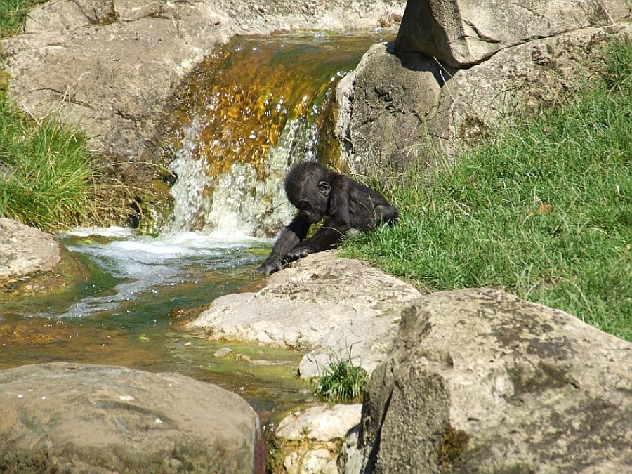 Ganz schön kalt das Wasser - Gorilla im Zoo Hannover